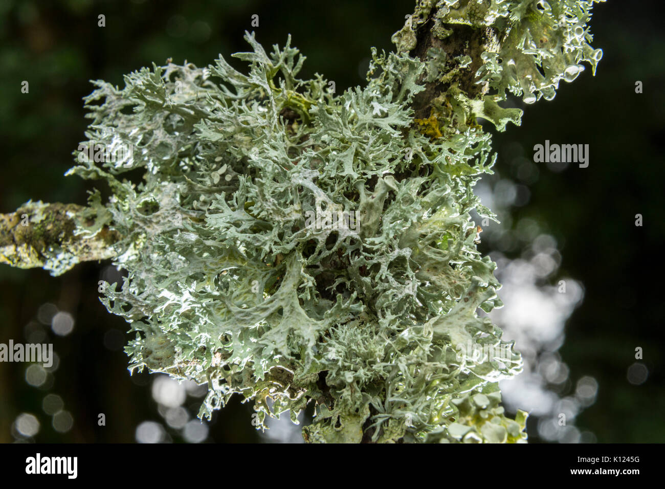 Licheni delle renne Cladonia rangiferina cresce su un ramo di un vecchio albero di quercia. Foto Stock