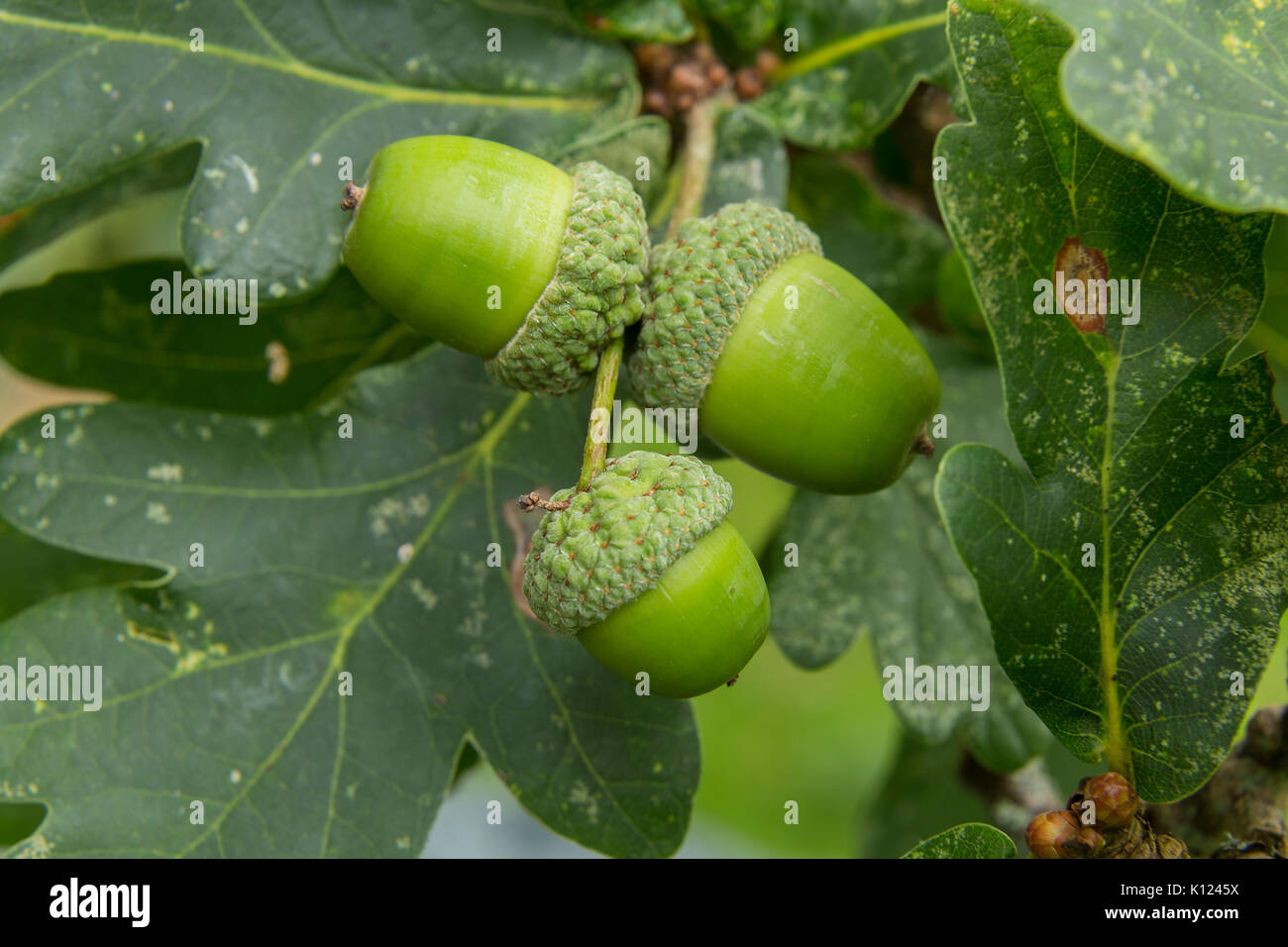 Ghiande che cresce su un nativo inglese Quercia, Quercus robur, la Quercia comune. Foto Stock