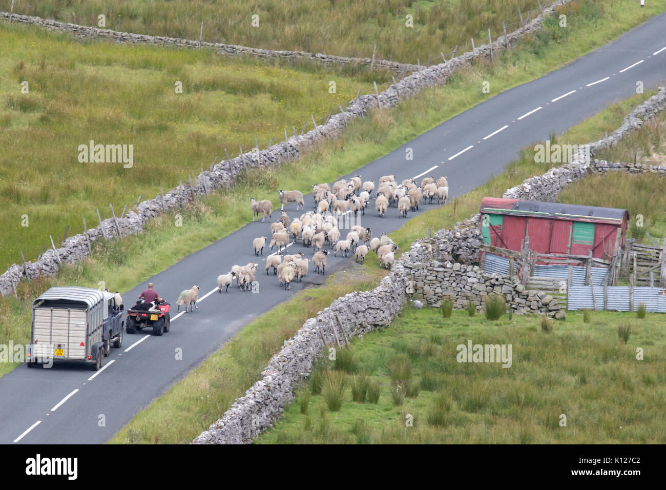 Gregge di pecore essendo herded dal coltivatore sul suo quadbike e cani sulla B6270 strada da Thwaite a Nateby nel Yorkshire Dales National Park, Inghilterra. Foto Stock