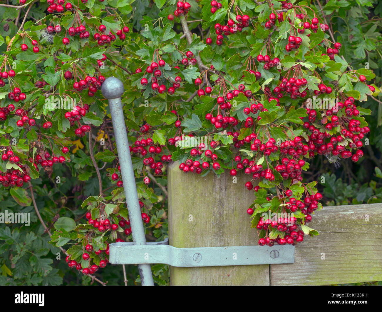 Porta a cinque bar e hedgerow con biancospino e biancospino Norfolk in autunno Foto Stock