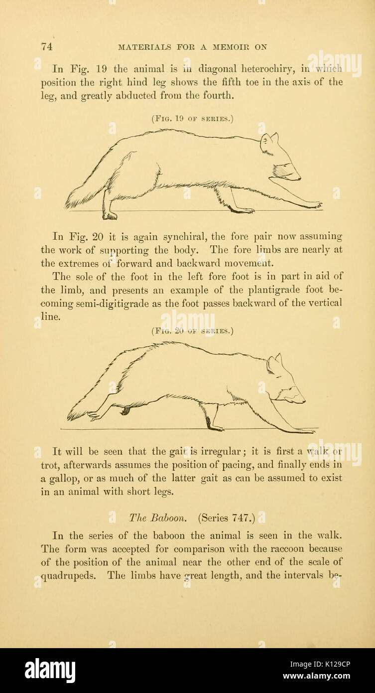 Locomozione animale (pagina 74) BHL21238721 Foto Stock