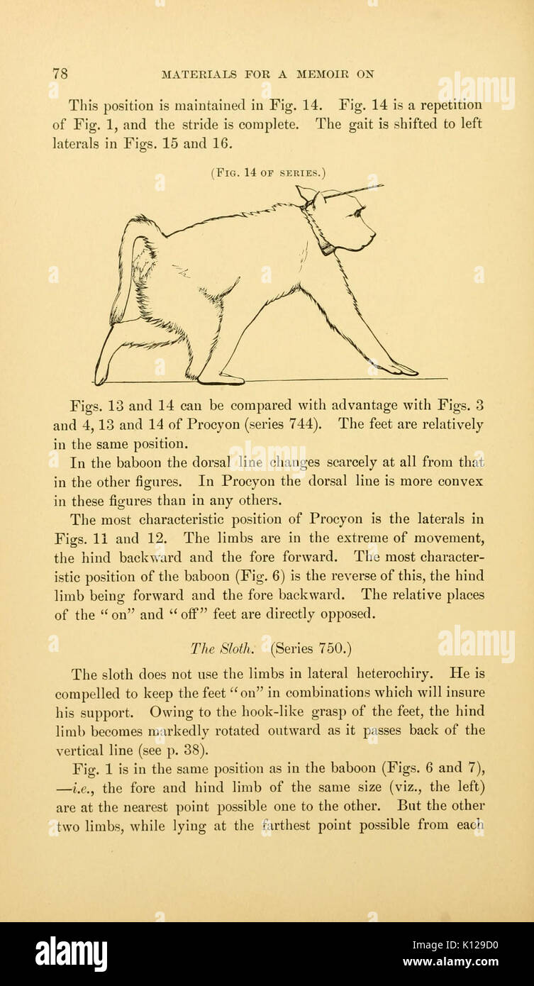Locomozione animale (pagina 78) BHL21238725 Foto Stock