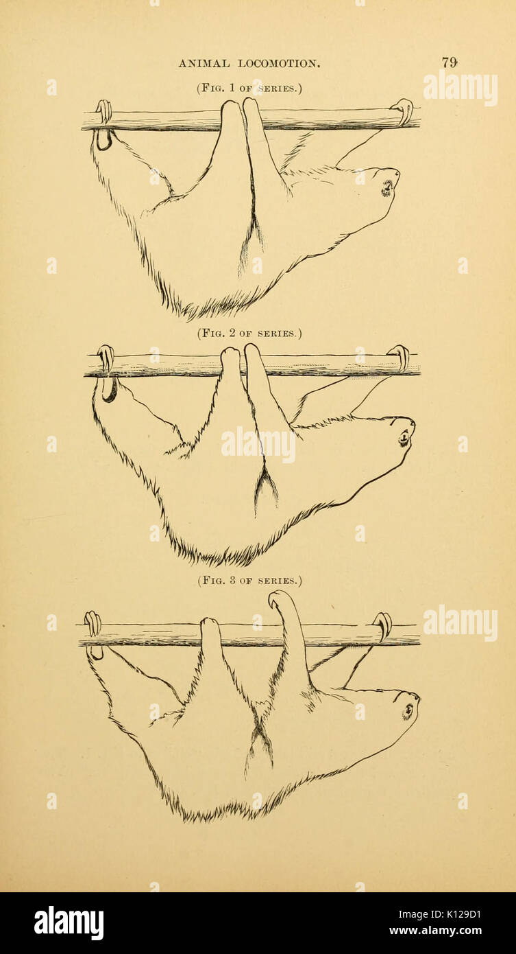 Locomozione animale (pagina 79) BHL21238726 Foto Stock