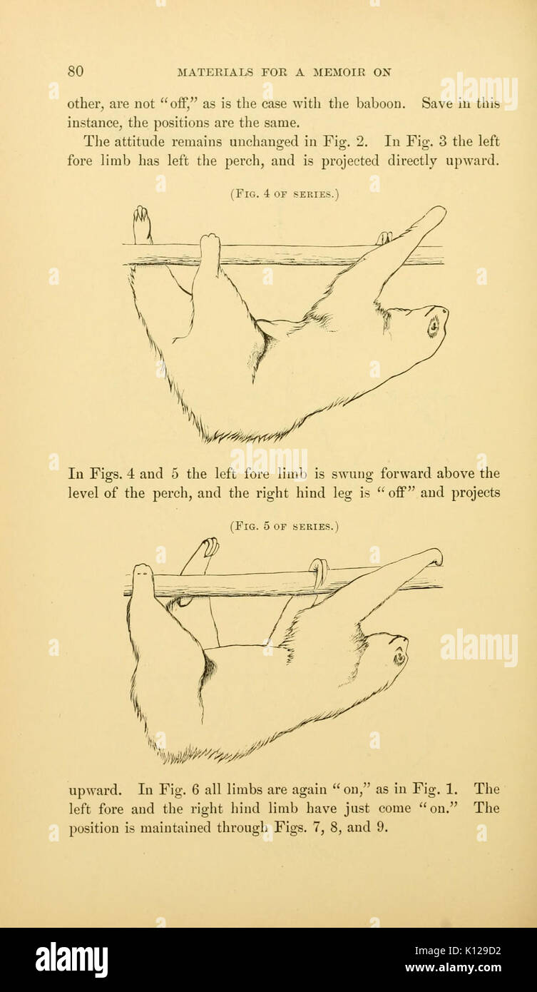 Locomozione animale (pagina 80) BHL21238727 Foto Stock