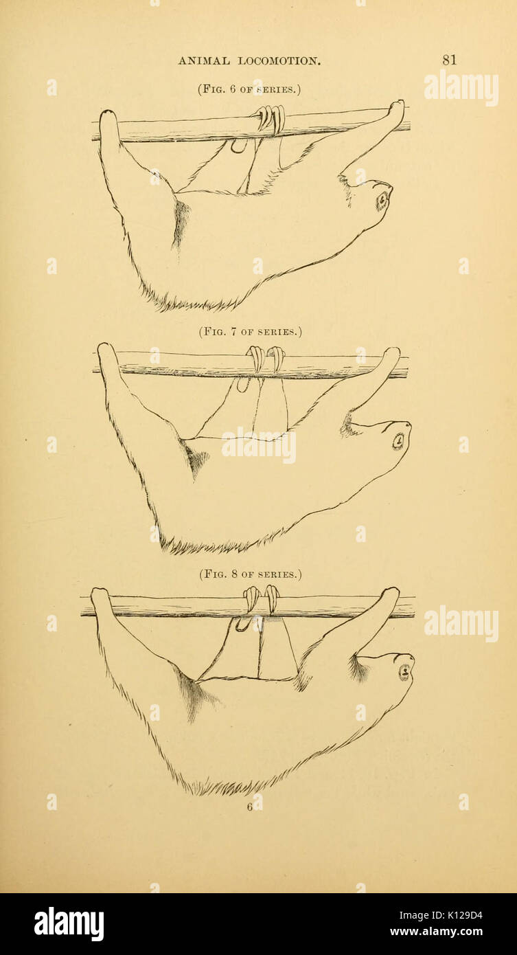 Locomozione animale (pagina 81) BHL21238728 Foto Stock