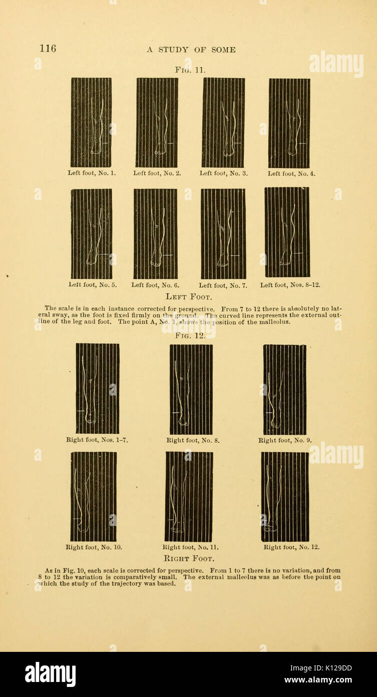 Locomozione animale (pagina 116) BHL21238771 Foto Stock