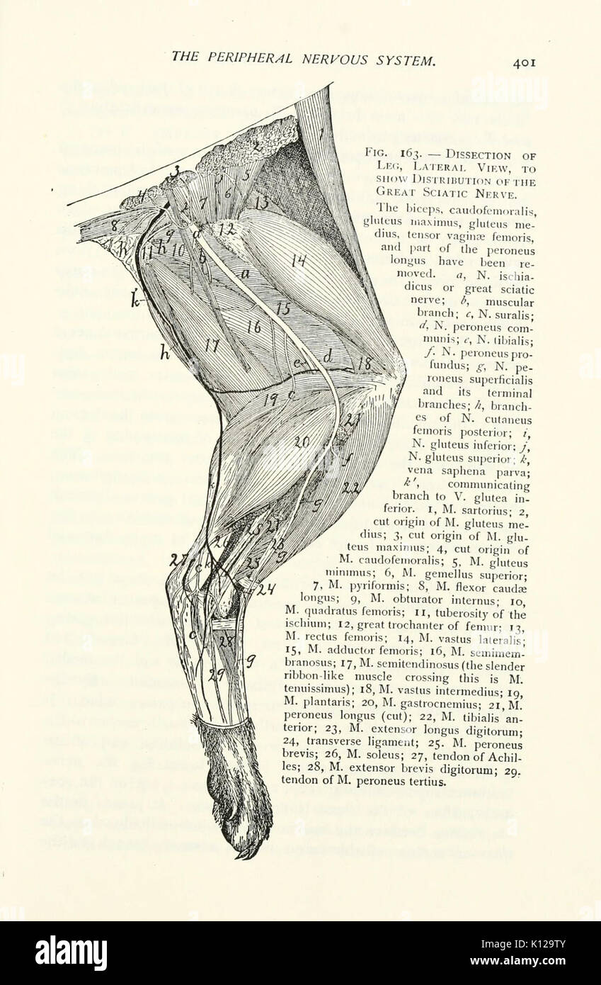 Anatomia del gatto (pagina 401) BHL9413455 Foto Stock