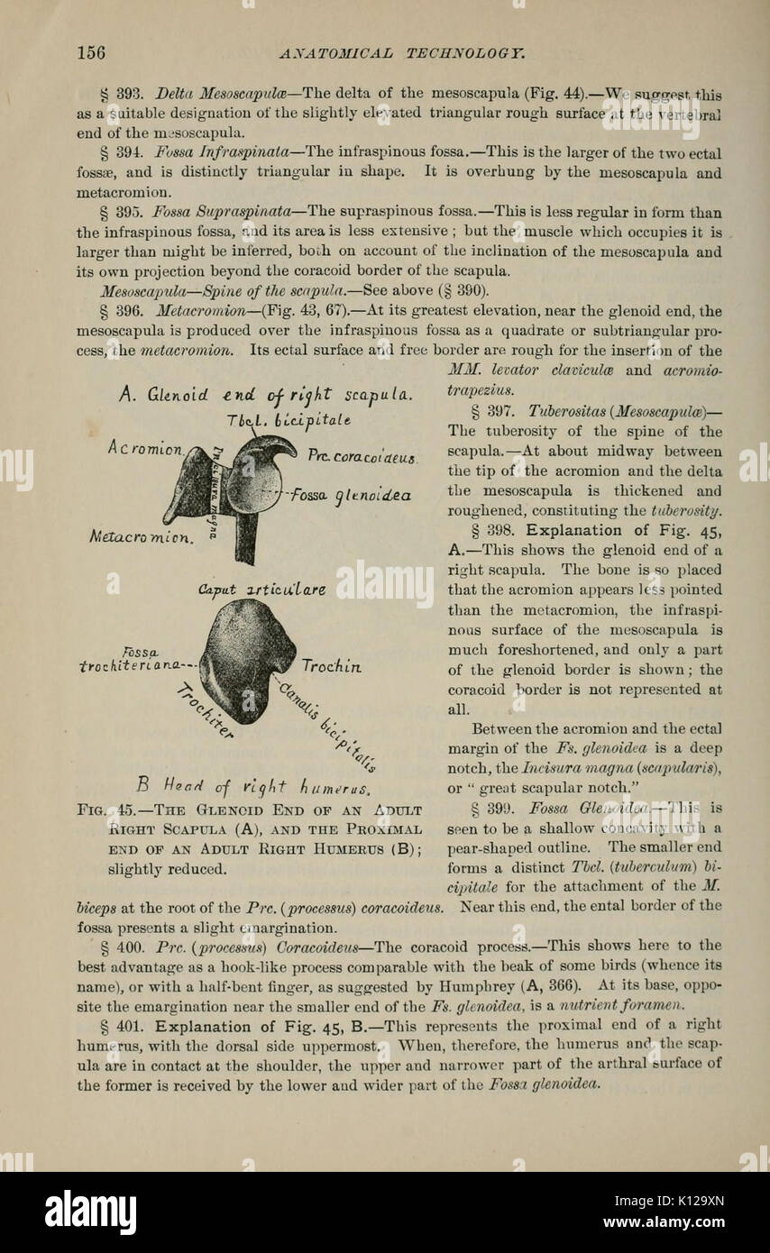 Tecnologia anatomica come applicata al gatto domestico (pagina 156) BHL11722251 Foto Stock