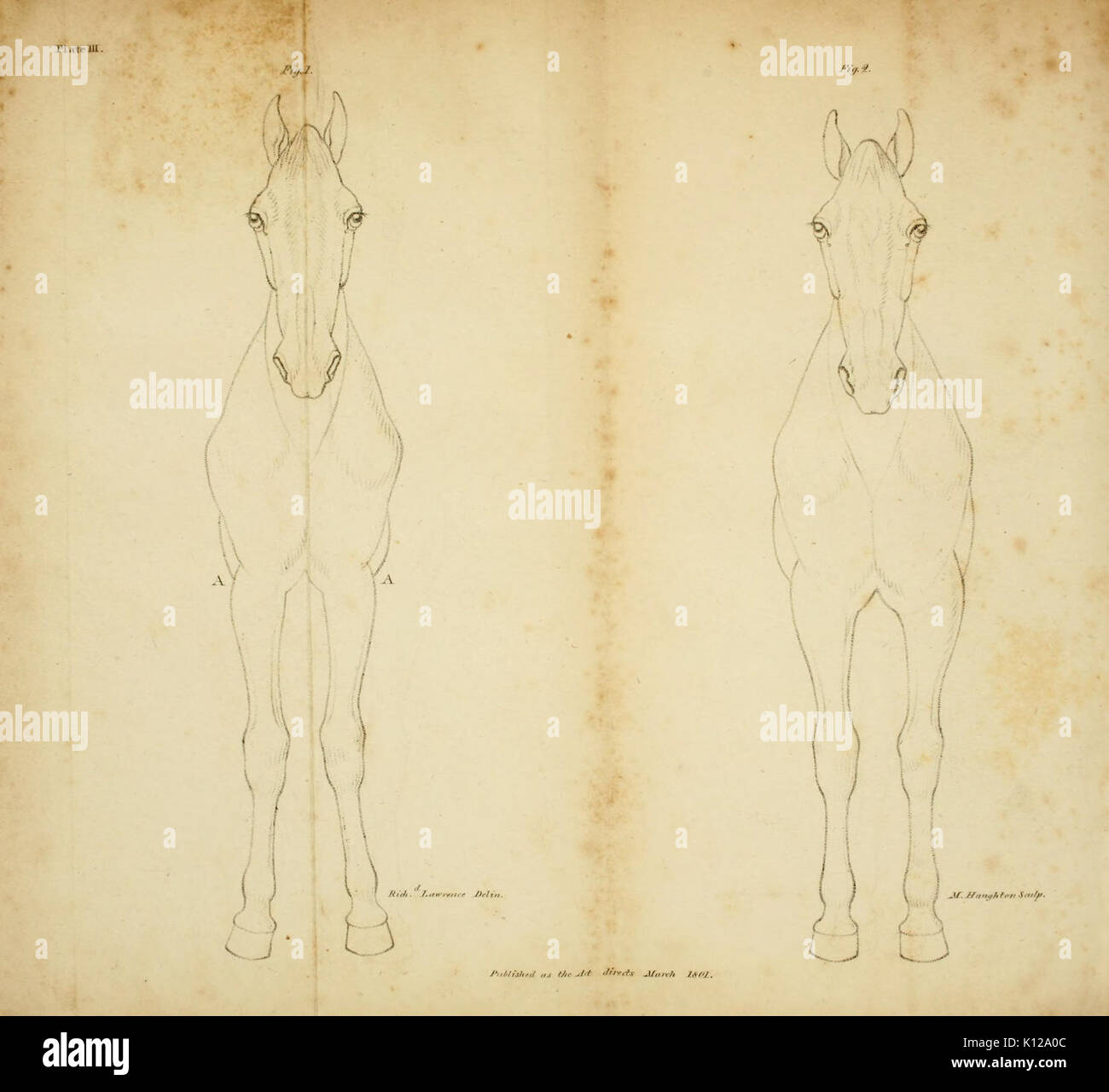 Un' inchiesta sulla struttura e conomy animale del cavallo BHL16843281 Foto Stock