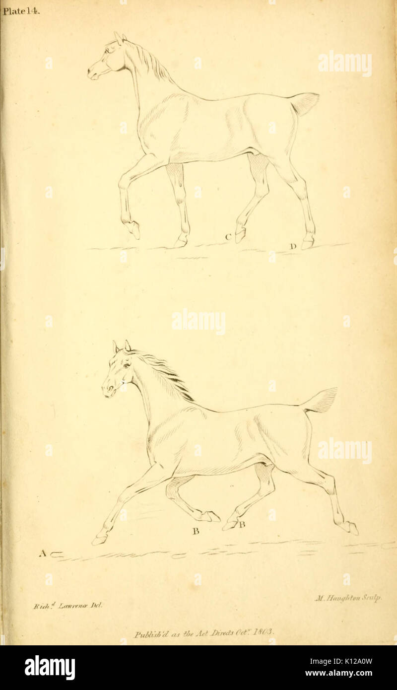 Un' inchiesta sulla struttura e conomy animale del cavallo BHL16843324 Foto Stock