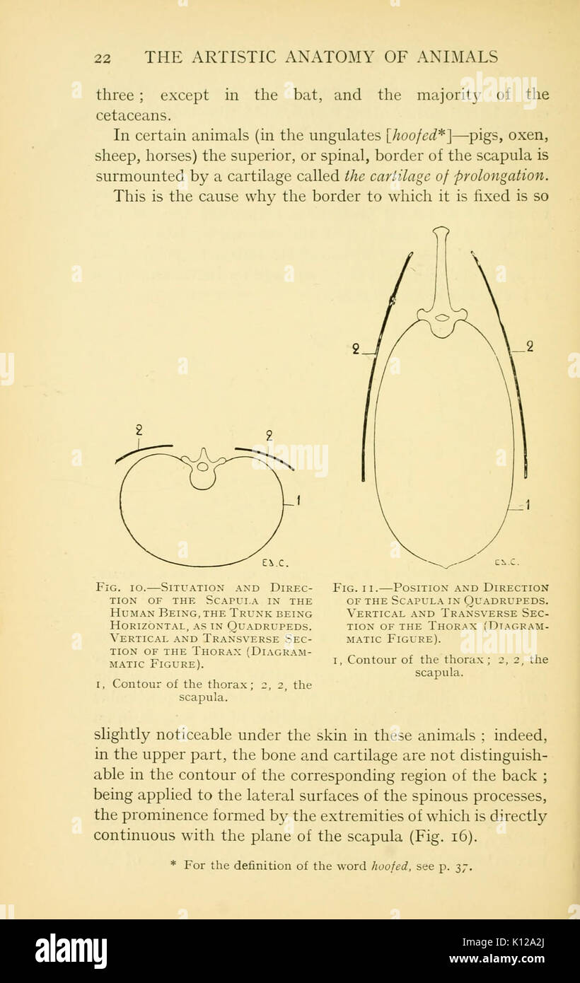 Anatomia artistica degli animali (pagina 22) BHL22847396 Foto Stock