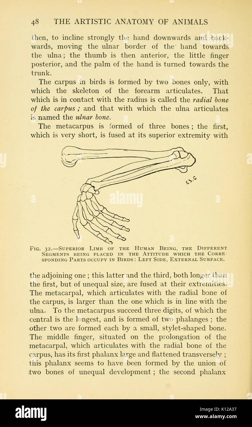 Anatomia artistica degli animali (pagina 48) BHL22847441 Foto Stock