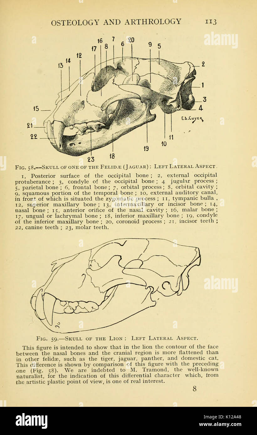 Anatomia artistica degli animali (pagina 113) BHL22847508 Foto Stock