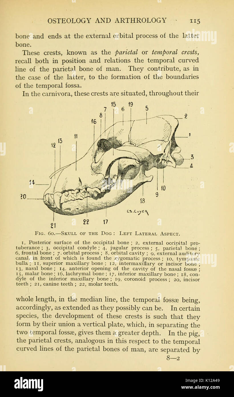 Anatomia artistica degli animali (pagina 115) BHL22847510 Foto Stock
