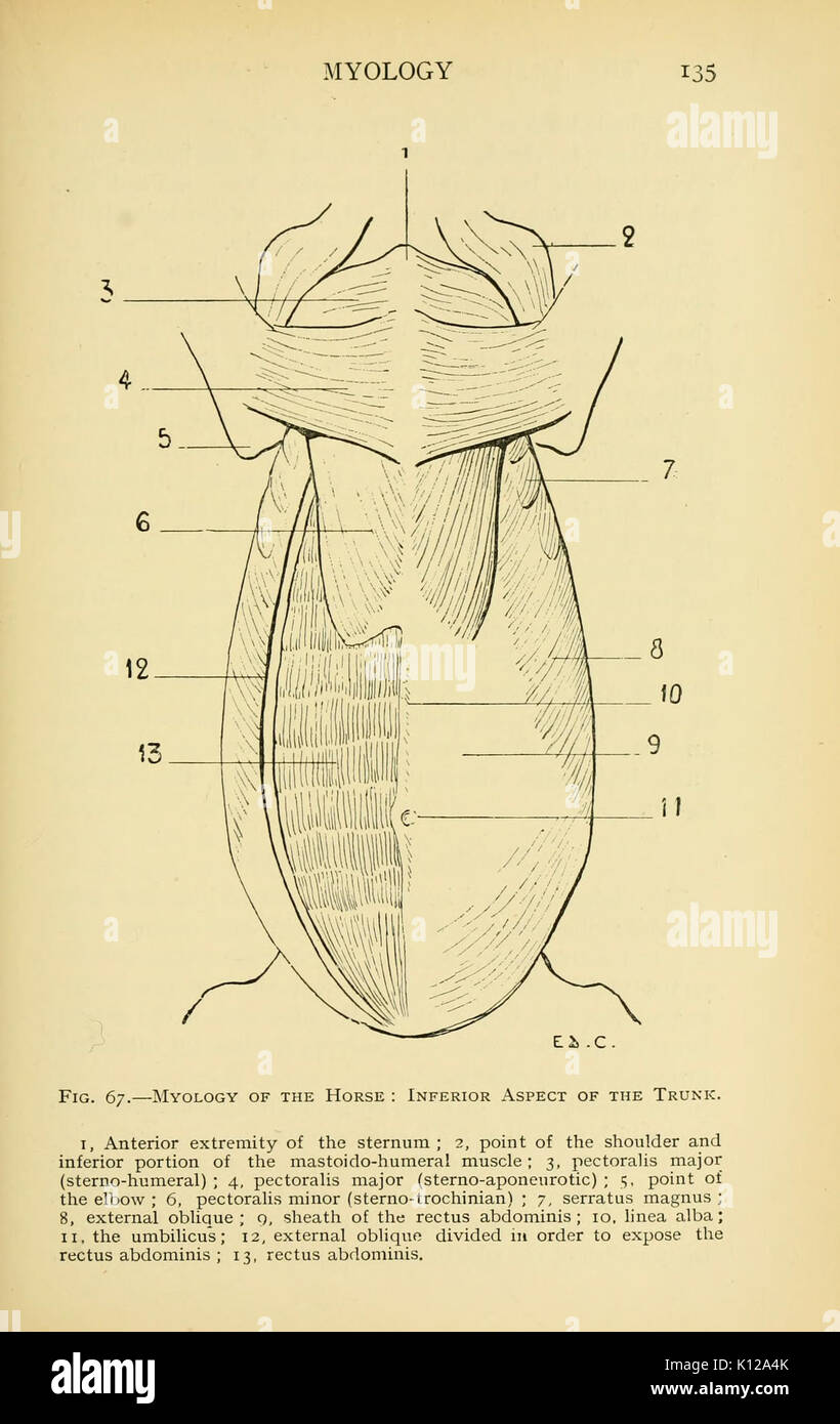 Anatomia artistica degli animali (pagina 135) BHL22847530 Foto Stock