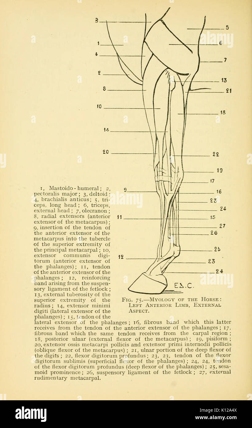 Anatomia artistica degli animali (pagina 182) BHL22847577 Foto Stock