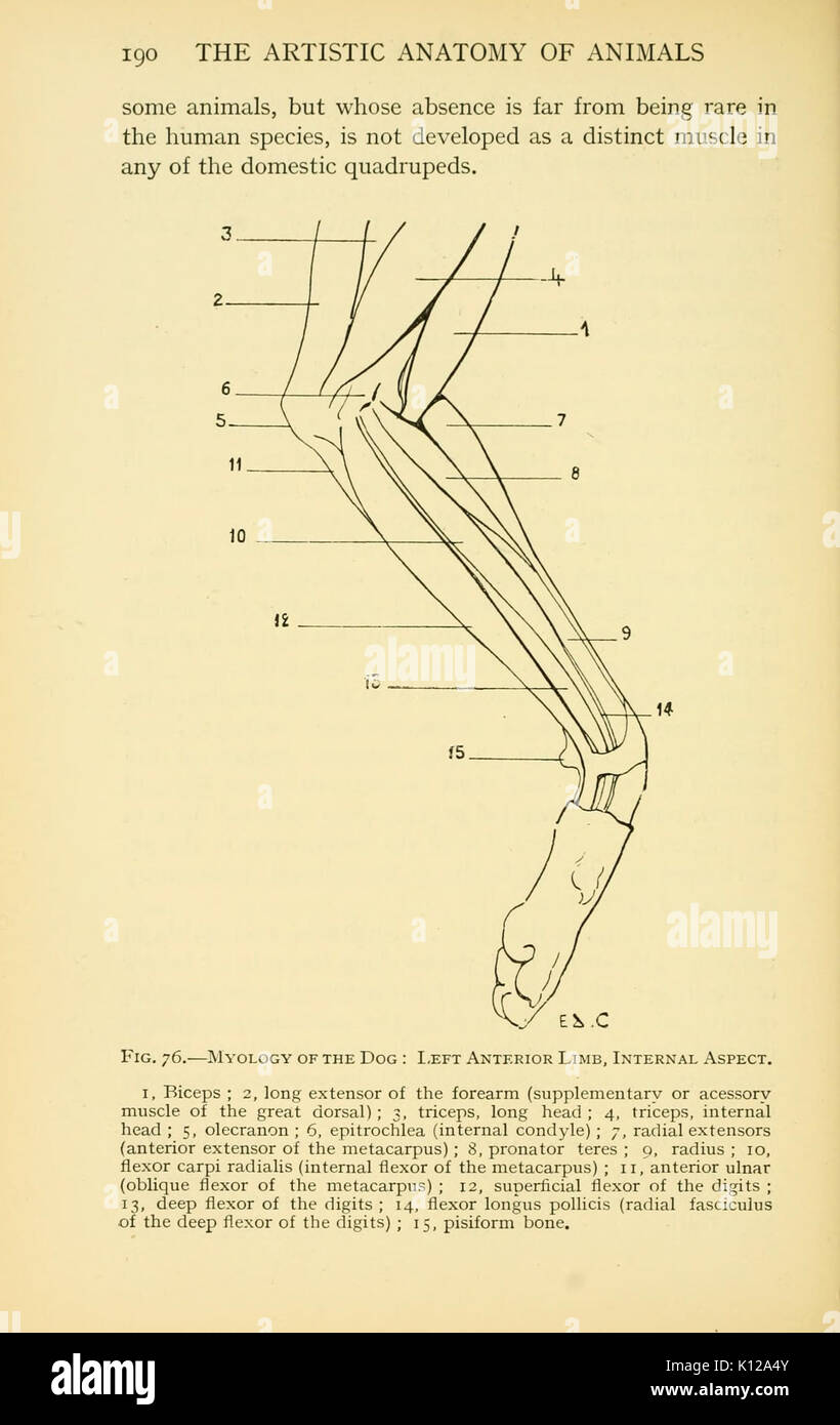 Pagina 190 di "anatomia artistica degli animali" fornisce uno studio dettagliato dell'anatomia animale da una prospettiva artistica, concentrandosi sulla rappresentazione accurata delle strutture animali a scopo artistico e illustrativo. Foto Stock