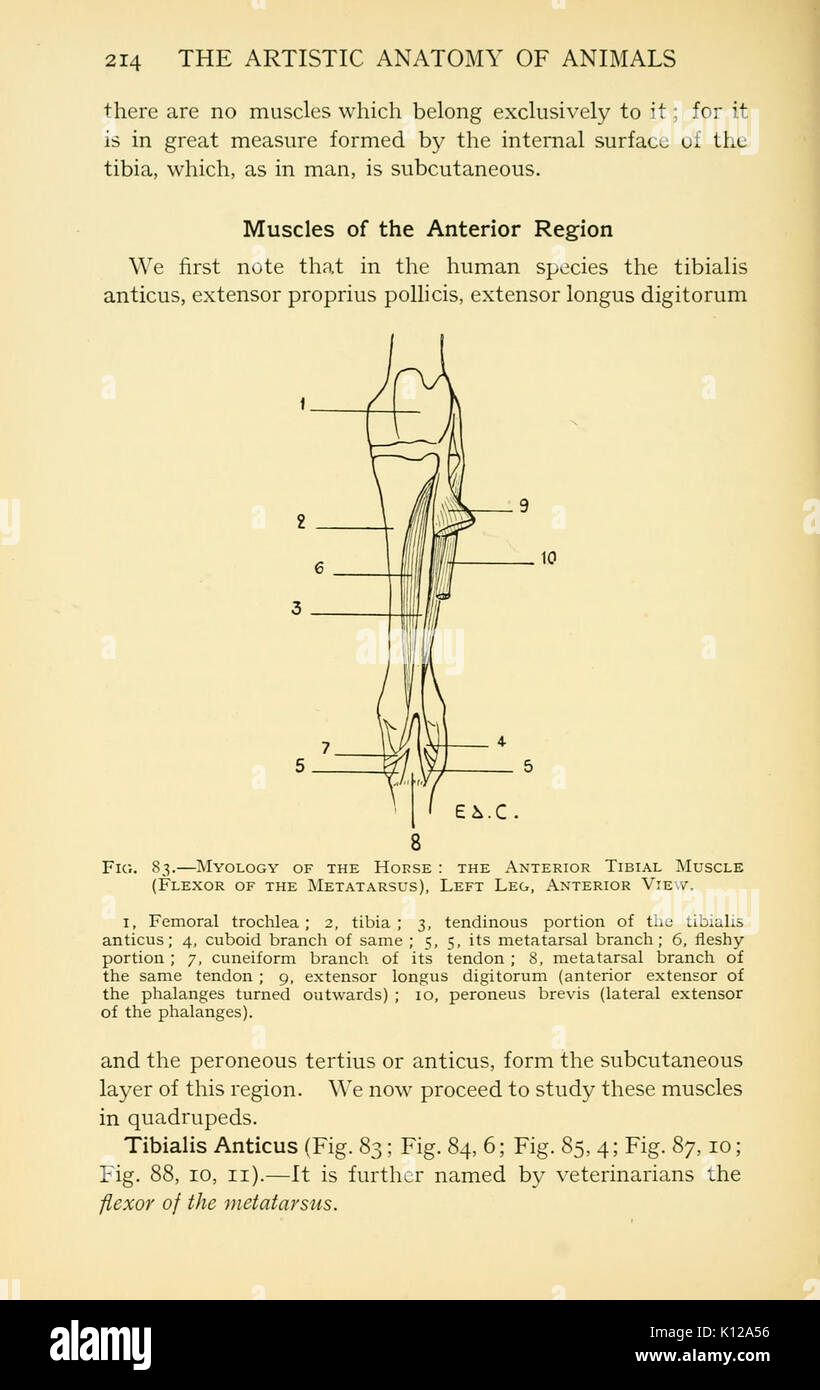 Anatomia artistica degli animali (pagina 214) BHL22847609 Foto Stock