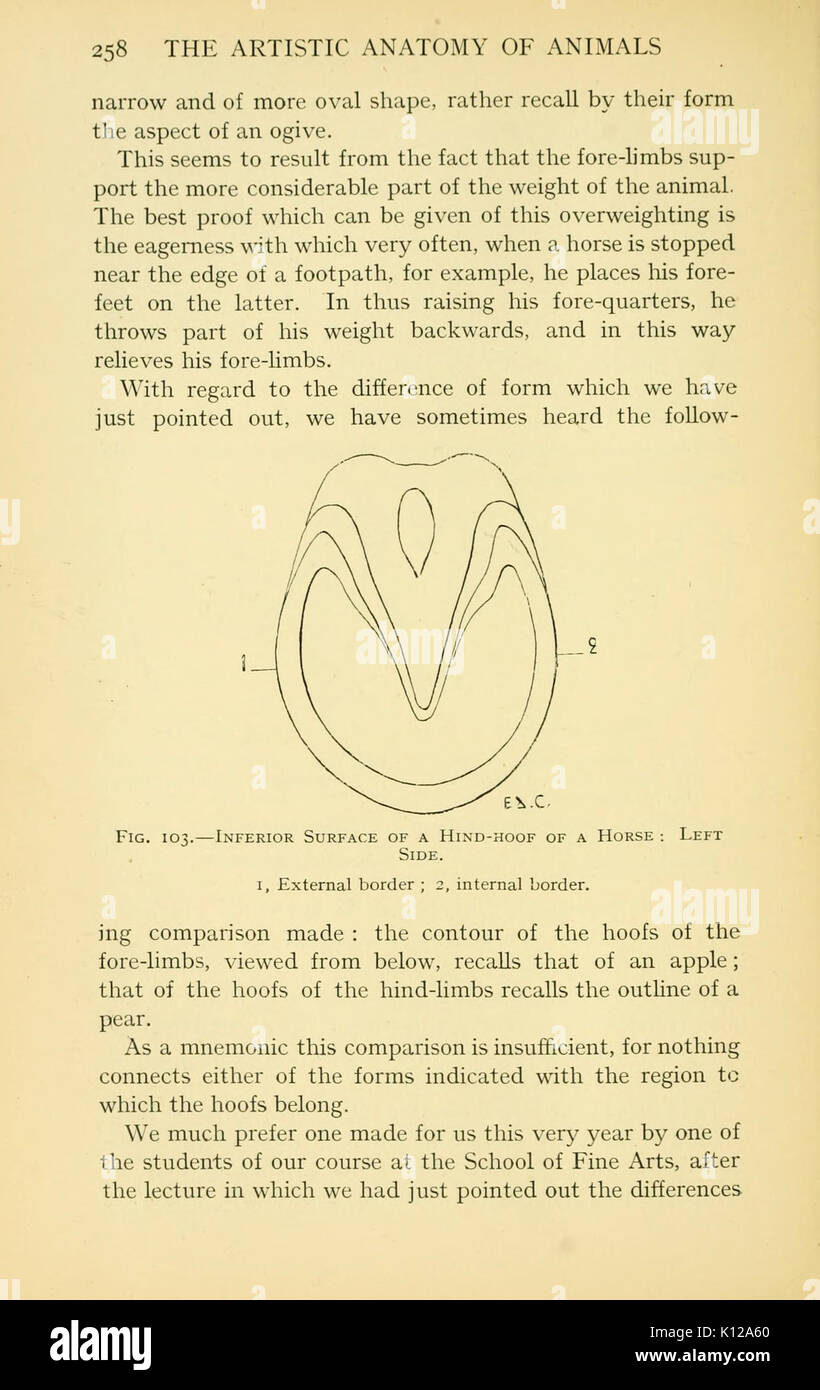 Anatomia artistica degli animali (pagina 258) BHL22847653 Foto Stock