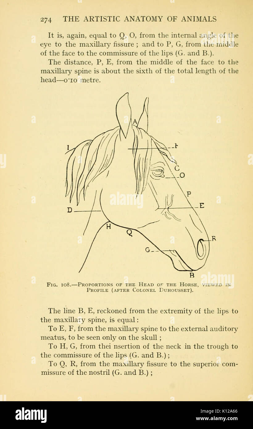 Anatomia artistica degli animali (pagina 274) BHL22847671 Foto Stock
