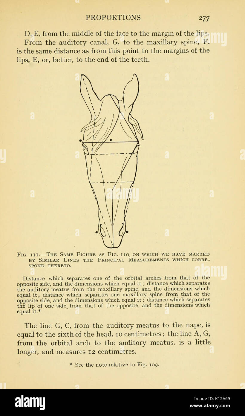 Anatomia artistica degli animali (pagina 277) BHL22847674 Foto Stock