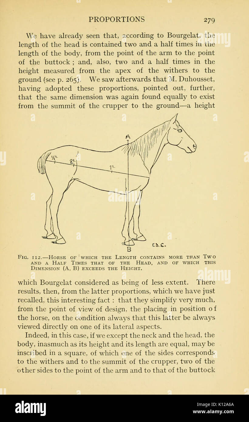Anatomia artistica degli animali (pagina 279) BHL22847676 Foto Stock