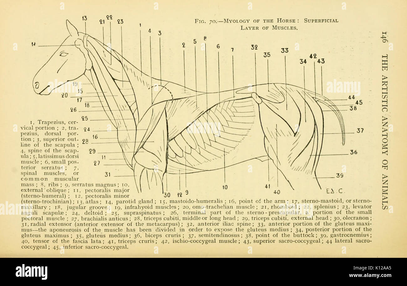 Anatomia artistica degli animali (pagina 146) BHL22847541 Foto Stock