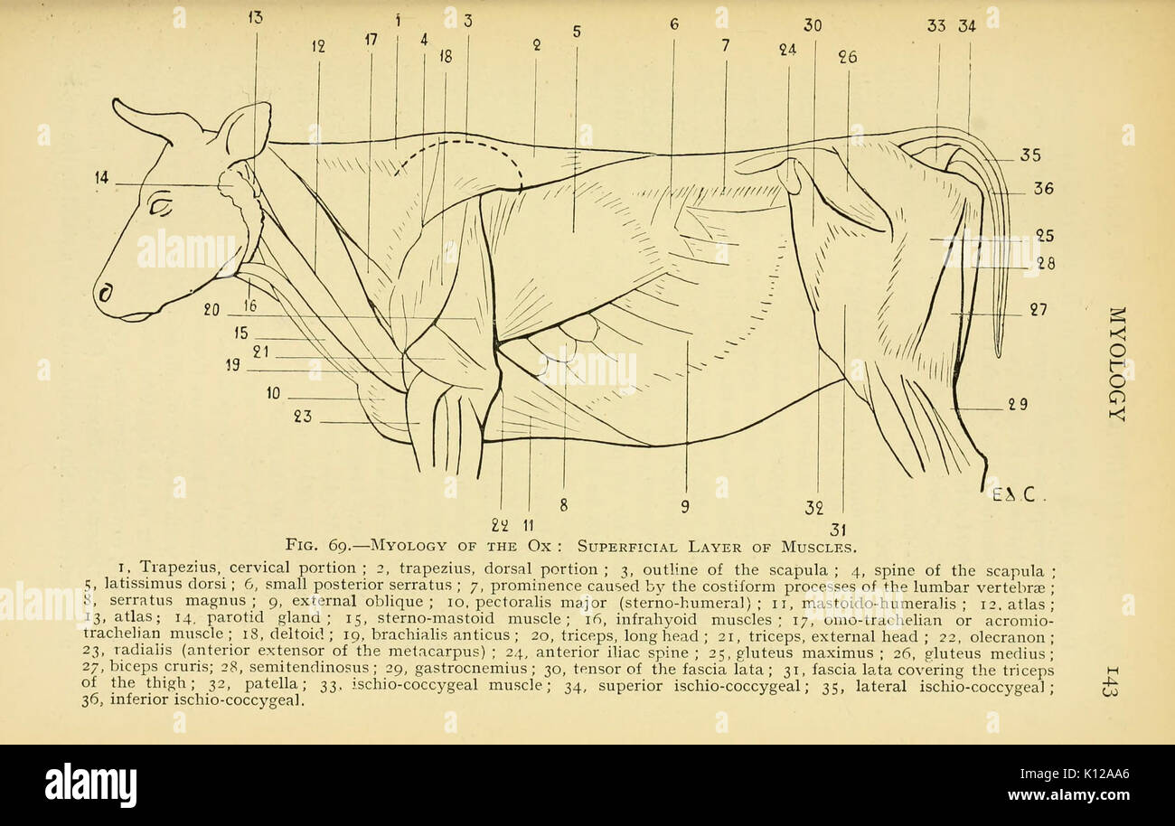 Anatomia artistica degli animali (pagina 143) BHL22847538 Foto Stock