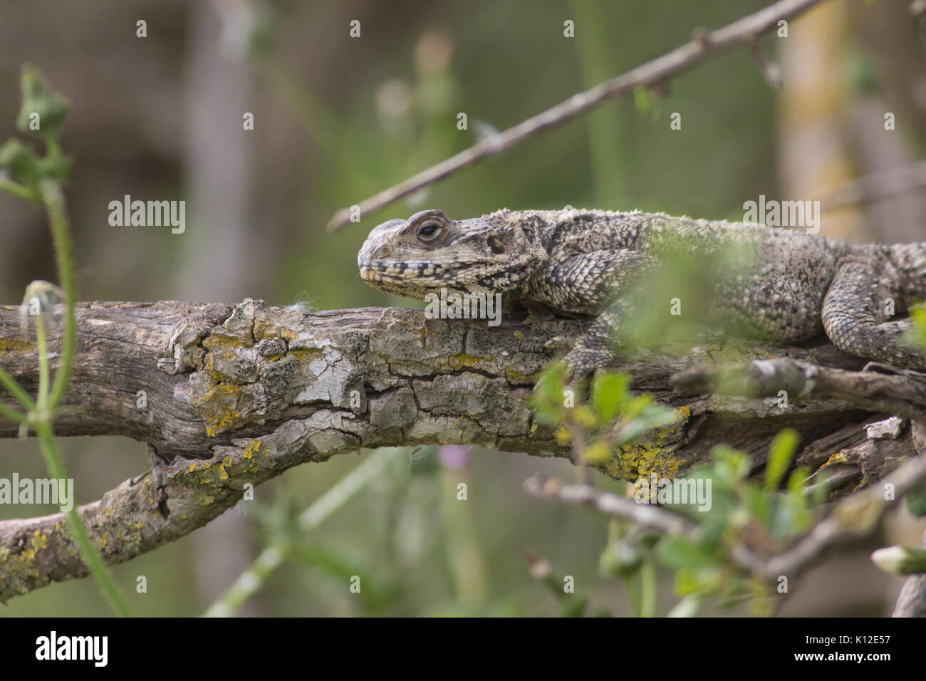 L'AGAMA SA, Israele 02 Foto Stock