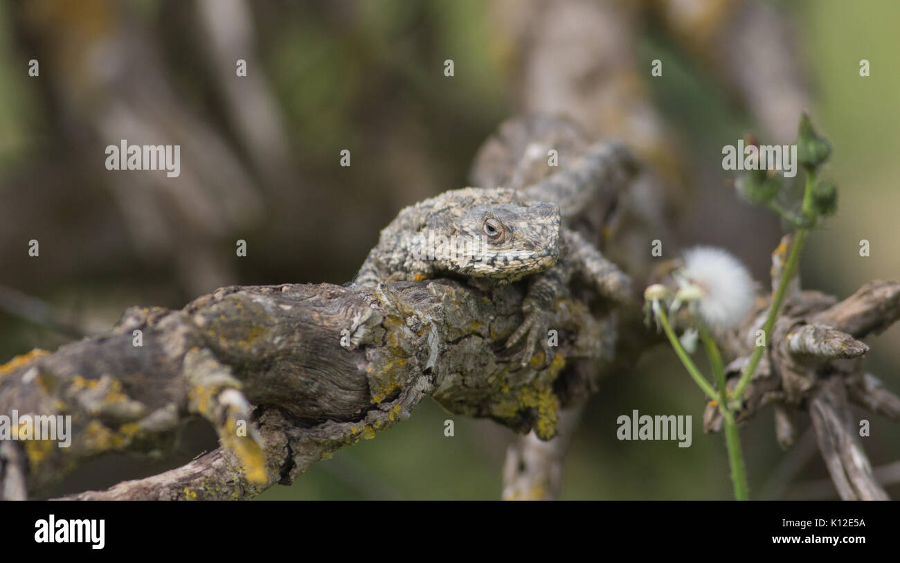 L'AGAMA SA, Israele 01 Foto Stock