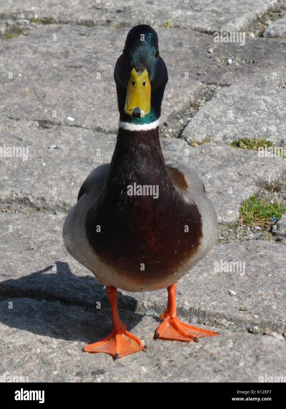 Anas platyrhynchos maschio 5 Foto Stock