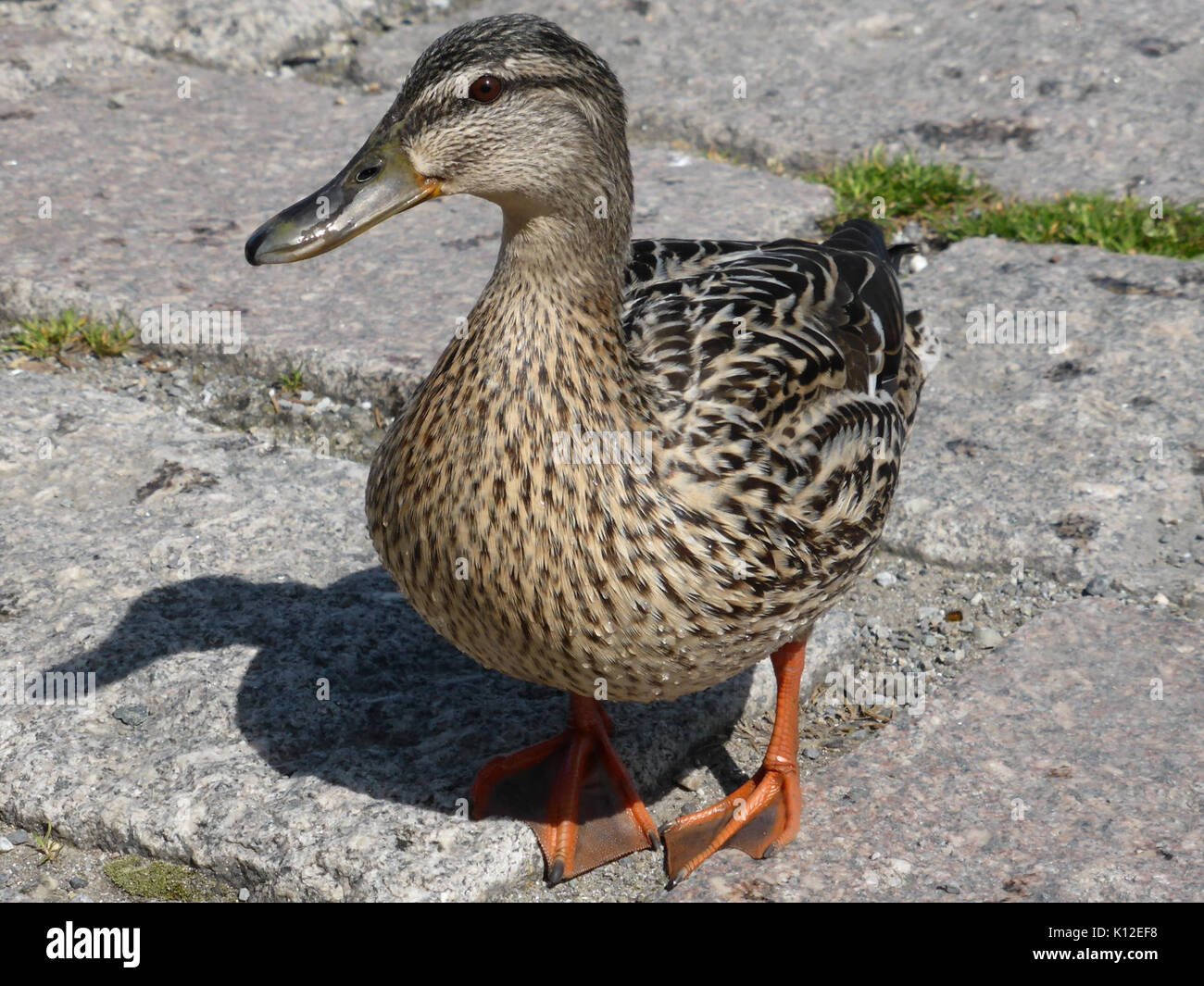Anas platyrhynchos femmina 1 Foto Stock