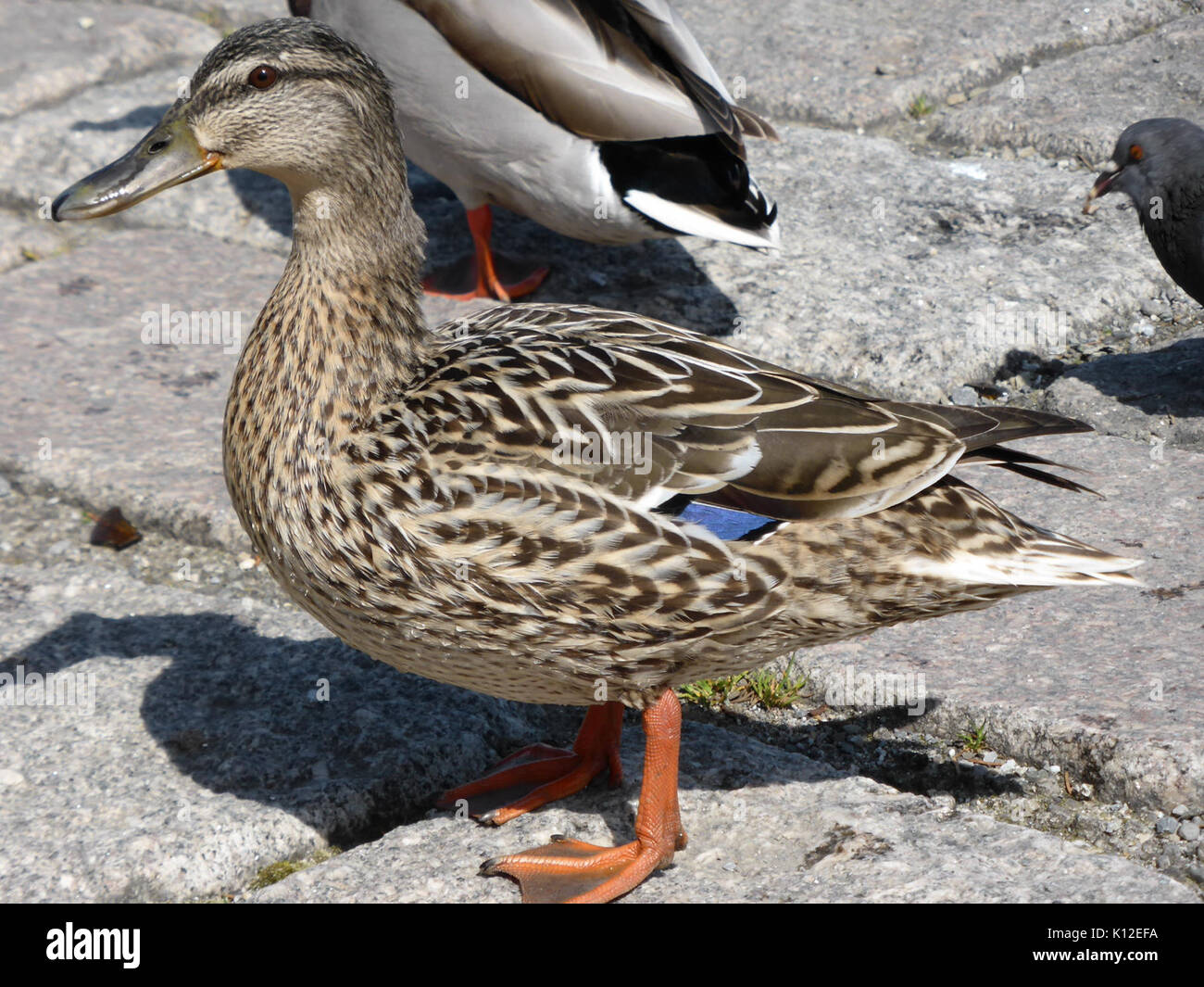Anas platyrhynchos femmina 2 Foto Stock
