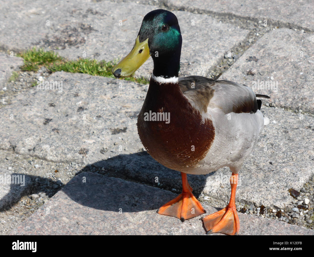 Anas platyrhynchos maschio 1 Foto Stock