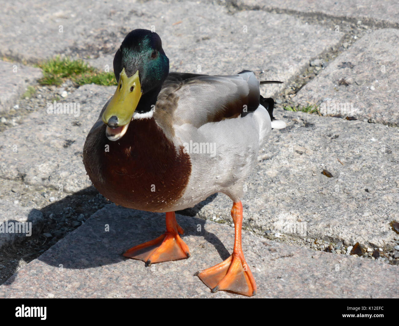 Anas platyrhynchos maschio 2 Foto Stock