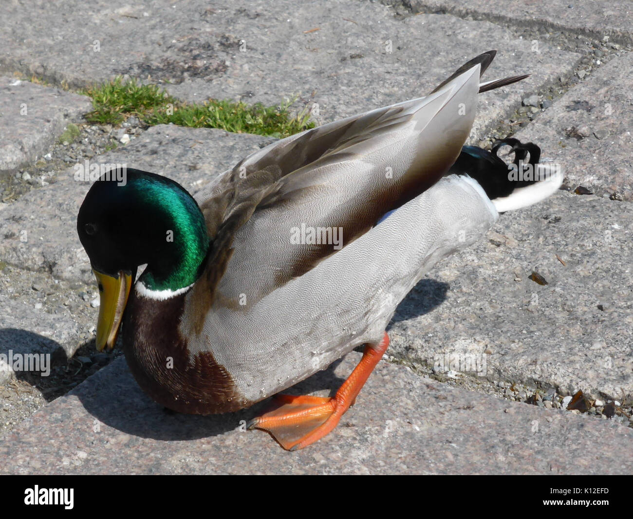 Anas platyrhynchos maschio 3 Foto Stock