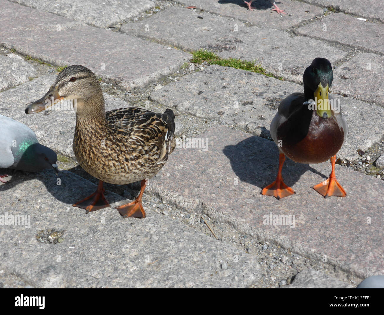 Anas platyrhynchos maschio e femmina 1 Foto Stock