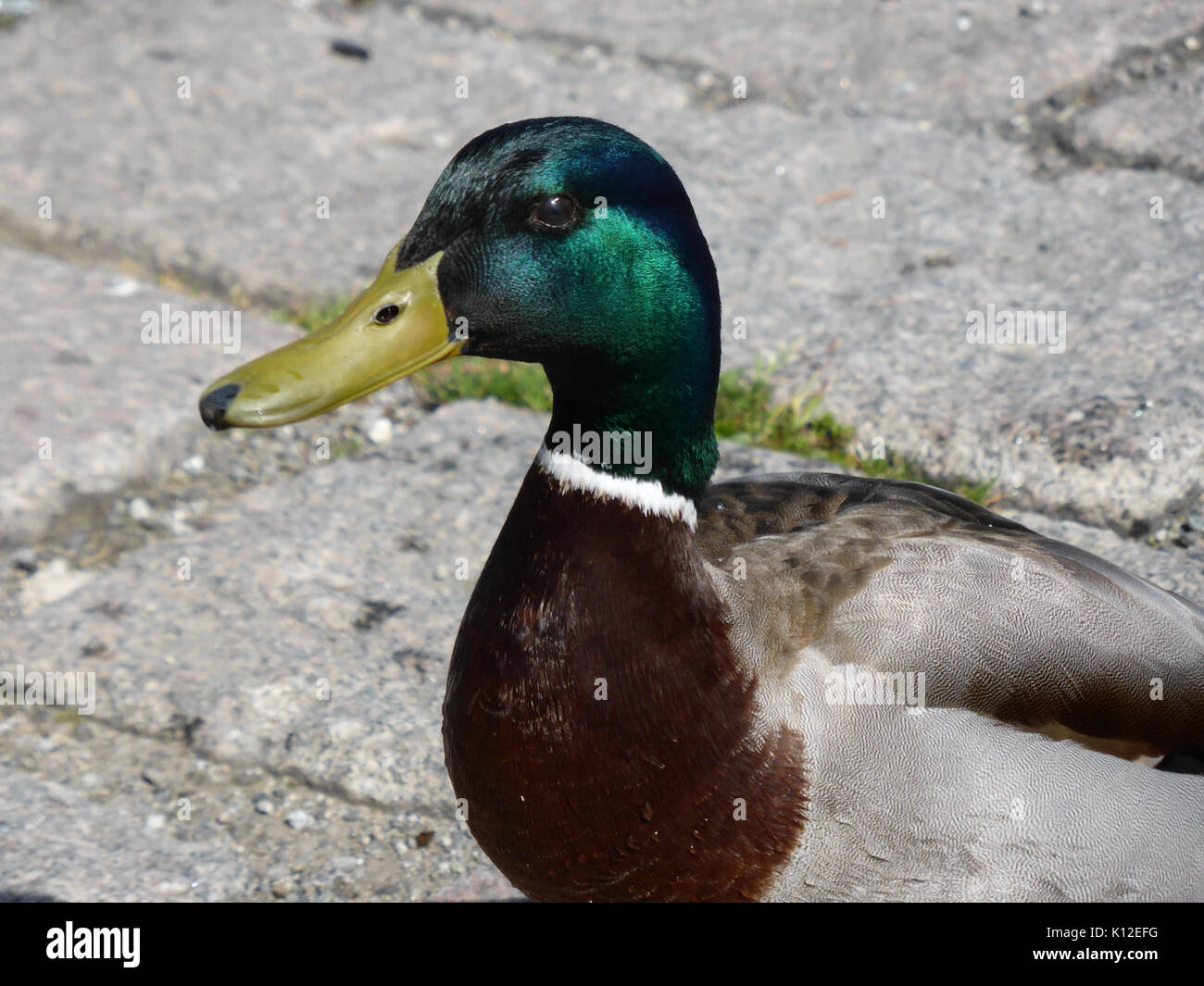 Anas platyrhynchos maschio 4 Foto Stock