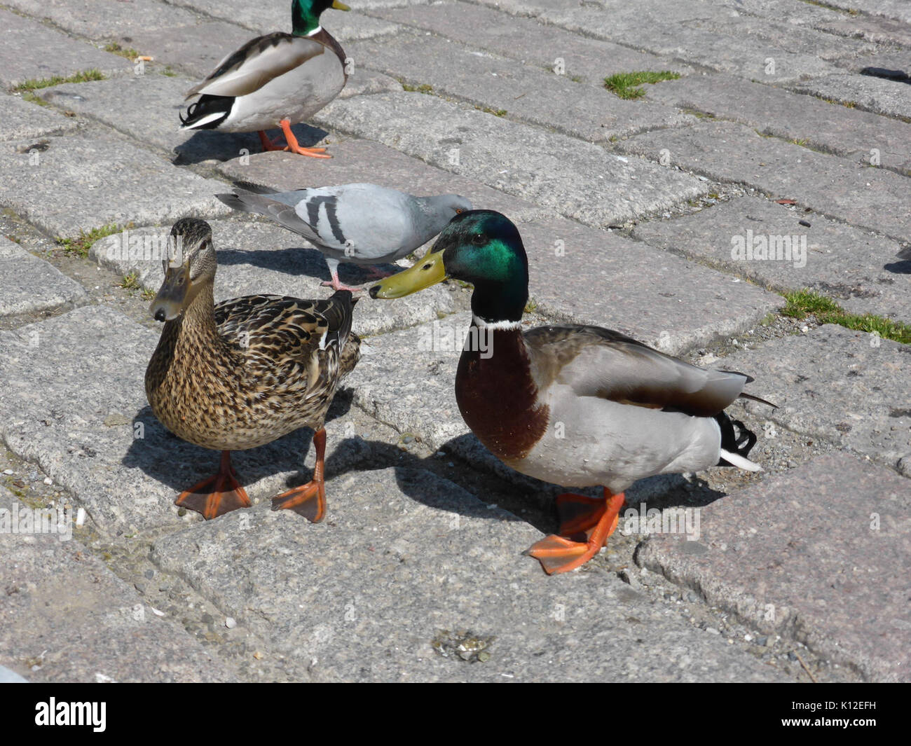 Anas platyrhynchos maschio e femmina 3 Foto Stock