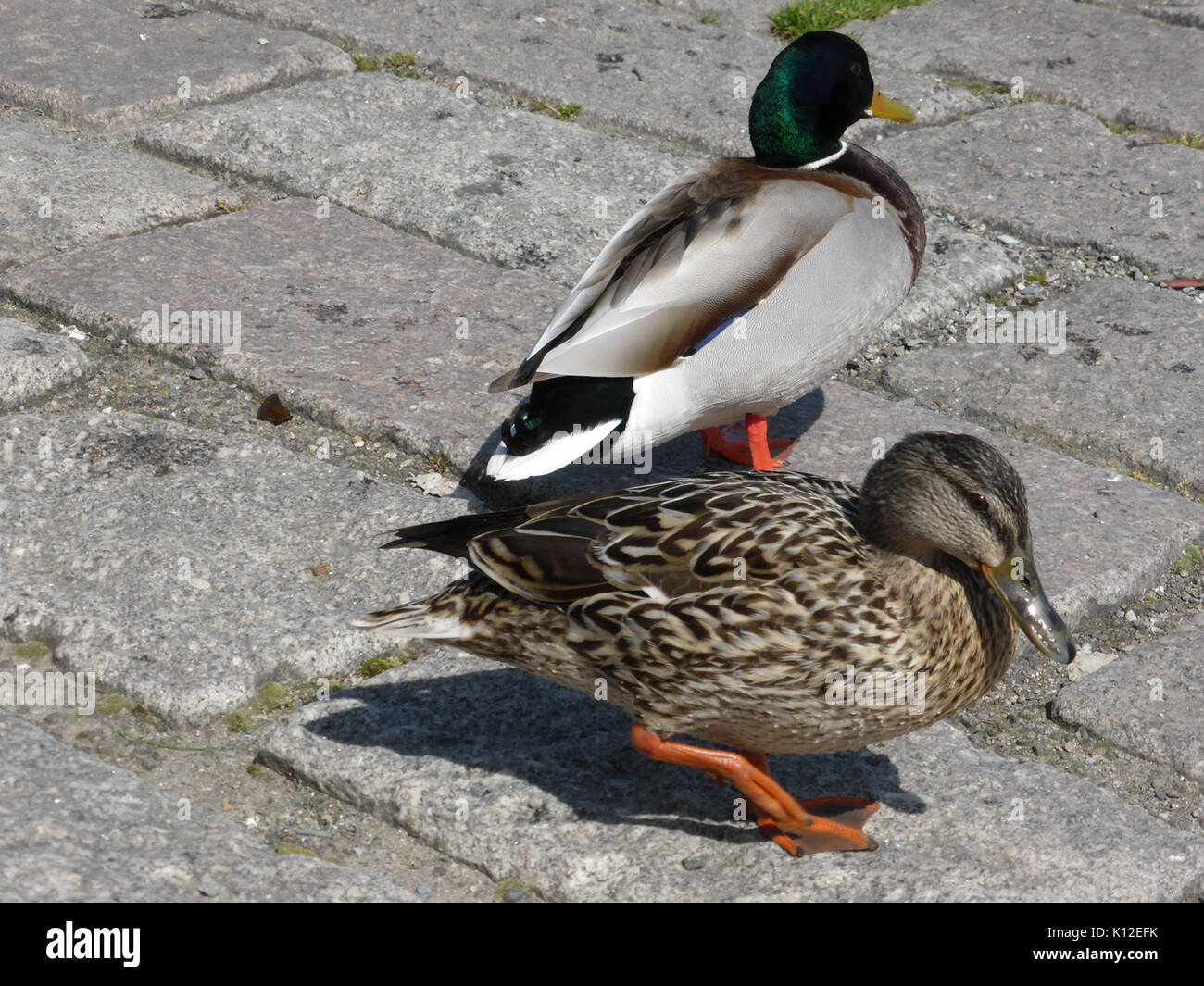 Anas platyrhynchos maschio e femmina 4 Foto Stock