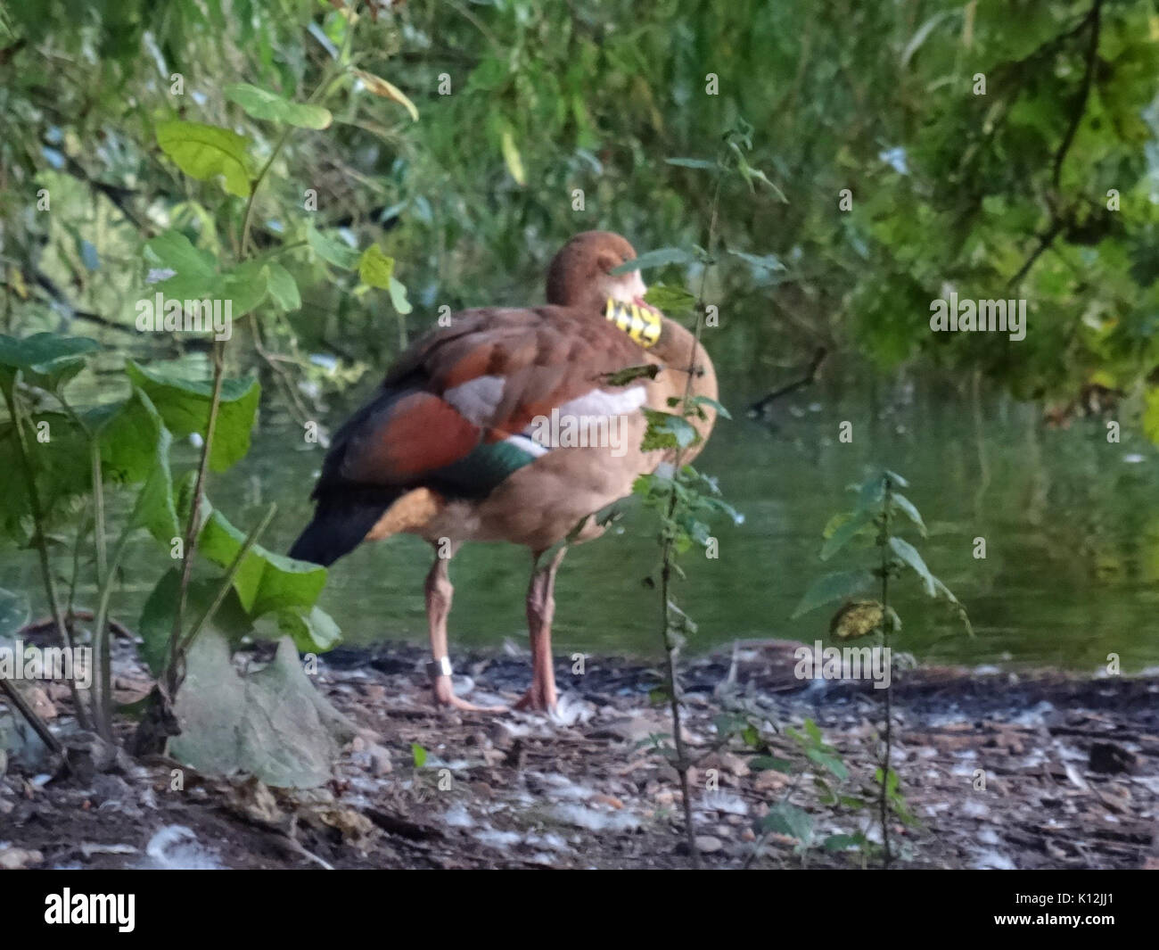 Alopochen aegyptiacus presso Carolasee DSC04907 Foto Stock