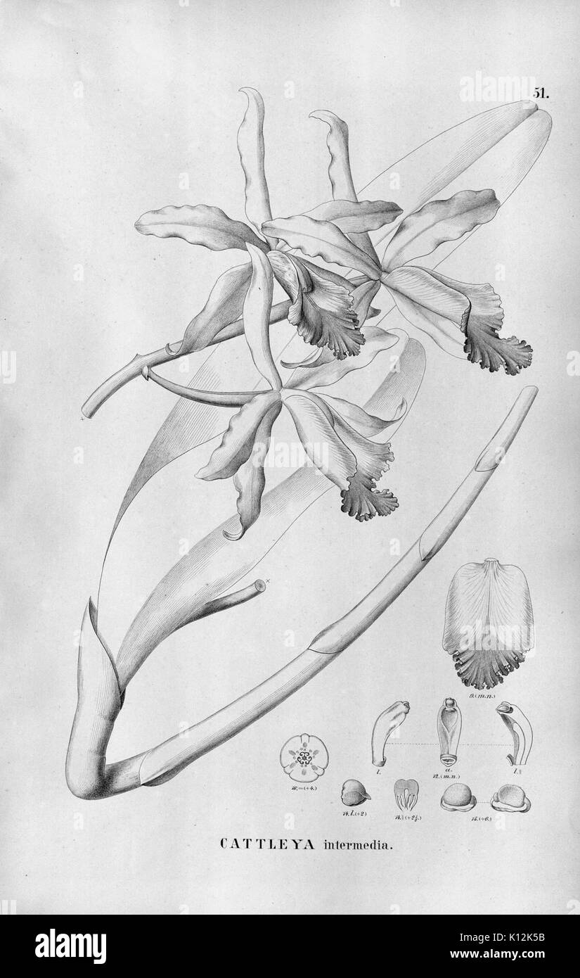 Alfred Cogniaux Flora Brasiliensis vol. 3 pt. 5 Orchidaceae piastra 051 (1898 1902) Foto Stock