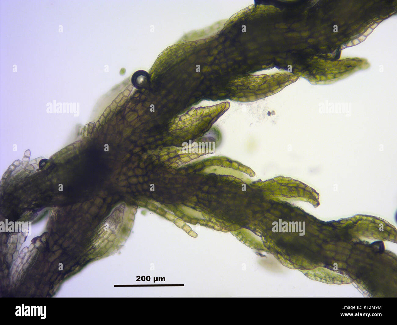 Anthelia juratzkana (B, 140645 471626) 2336 Foto Stock