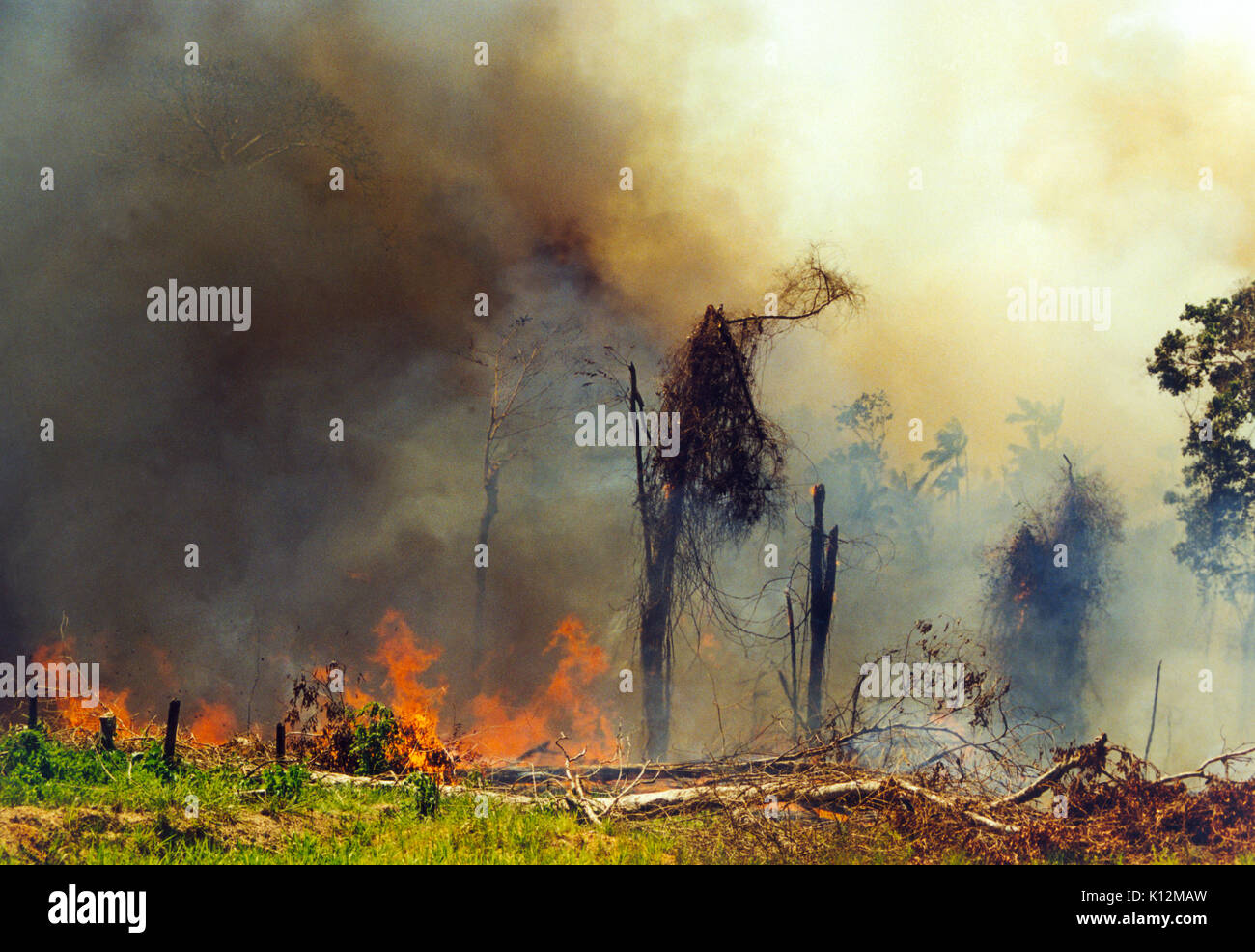 La foresta pluviale amazzonica disboscata mediante cottura per ottenere maggiore le aree di ritaglio Foto Stock