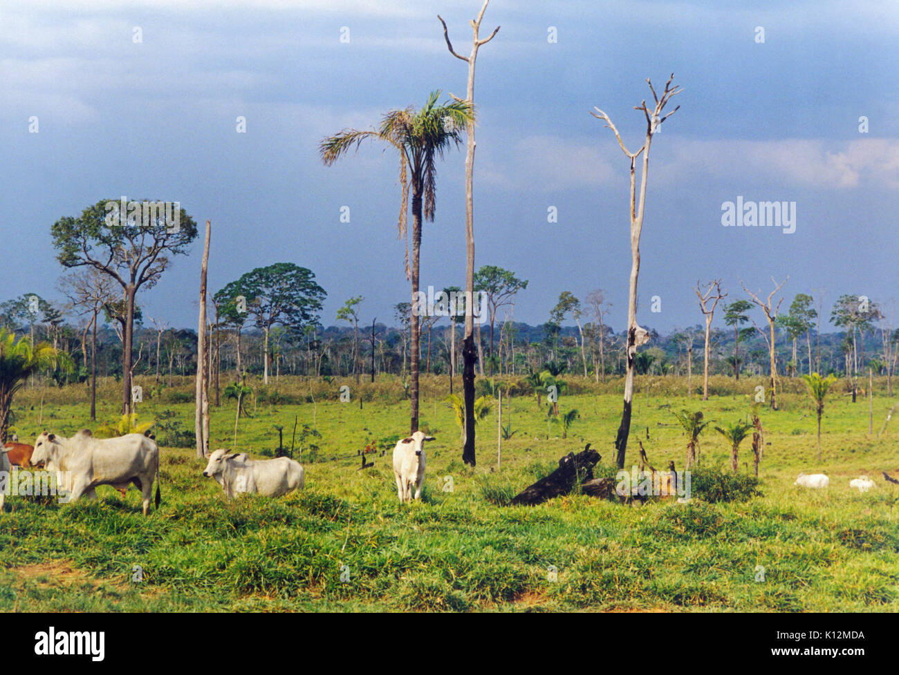 La foresta pluviale amazzonica disboscata mediante cottura per ottenere maggiore le aree di ritaglio Foto Stock