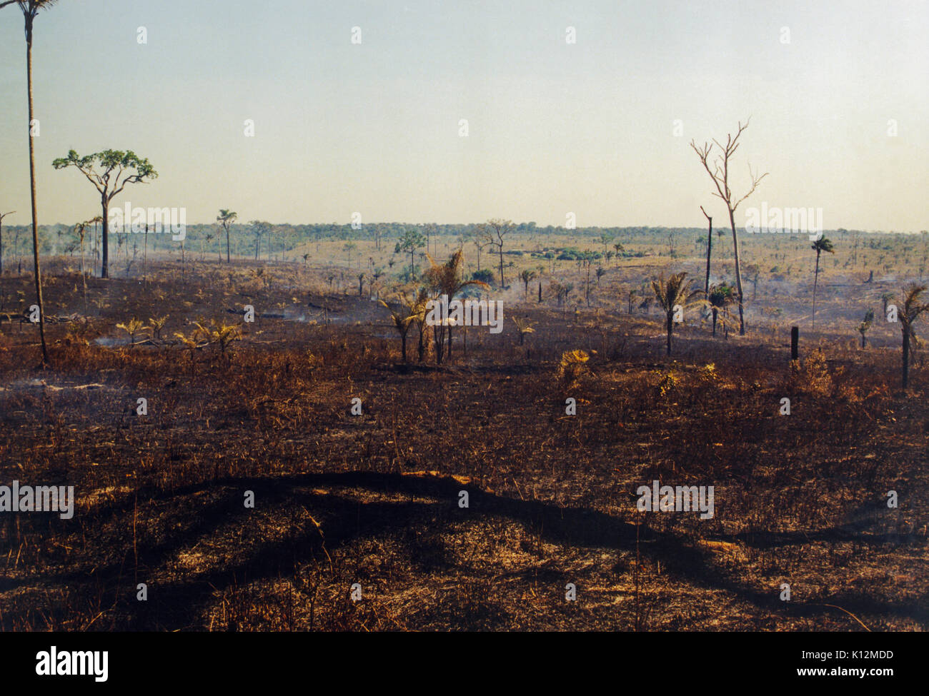 La foresta pluviale amazzonica disboscata mediante cottura per ottenere maggiore le aree di ritaglio Foto Stock