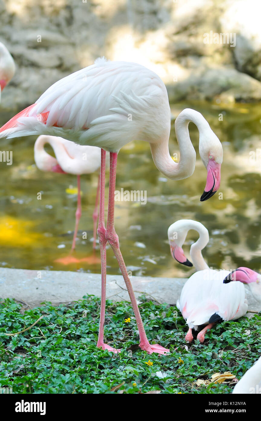 Il fenicottero maggiore è la specie più diffusa del Flamingo famiglia. Si è trovato in parti di Africa, Asia meridionale e sud Europa. Foto Stock