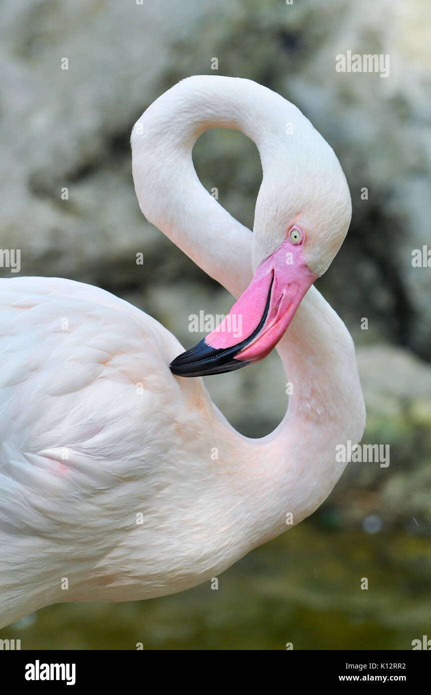 Il fenicottero maggiore è la specie più diffusa del Flamingo famiglia. Si è trovato in parti di Africa, Asia meridionale e sud Europa. Foto Stock