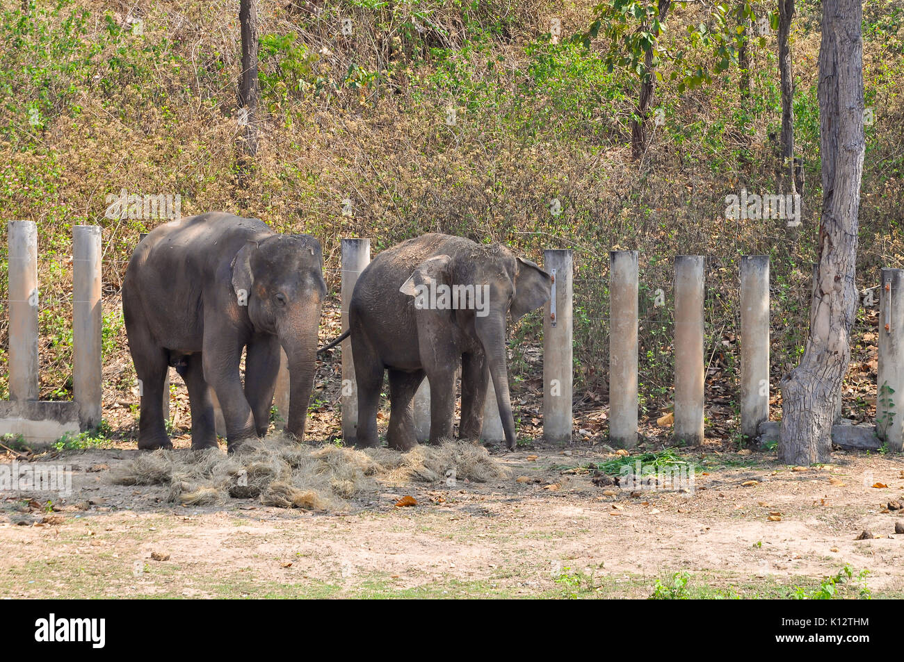 Elefanti asiatici, minore rispetto al loro cugini africani, sono fortemente minacciate di estinzione Foto Stock