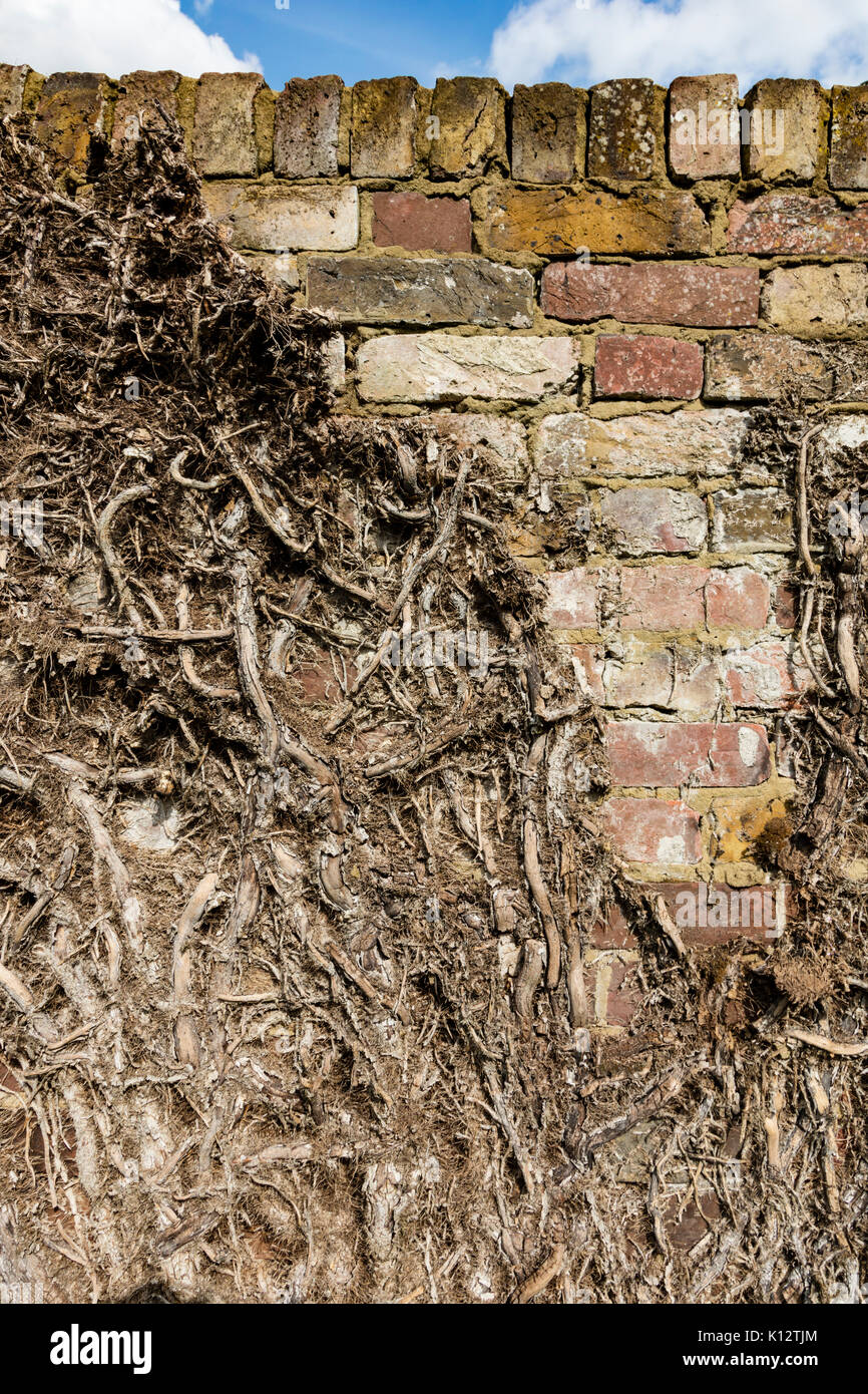 Edera morti su un rosso mattone parete nella necessità di repointing, Herne, Kent, Regno Unito Foto Stock